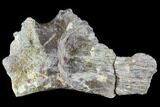 Fossil Synapsid, Dimetrodon or Edaphosaurus Skull Section - Texas #106997-2